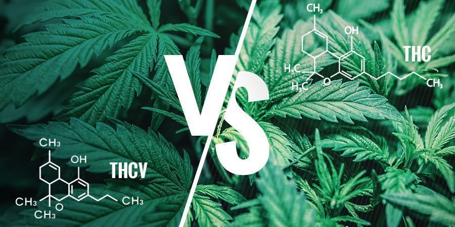 Everything You Need To Know About THCV - How To Grow Weed